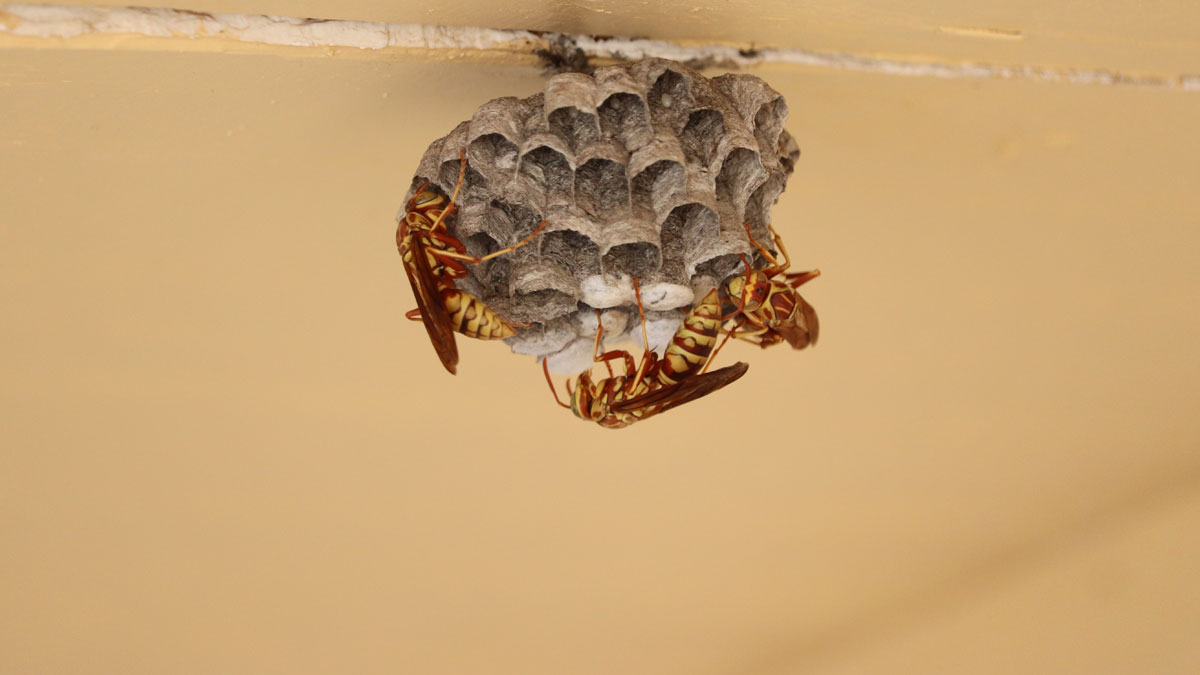 Pest problems in rentals – what you need to know