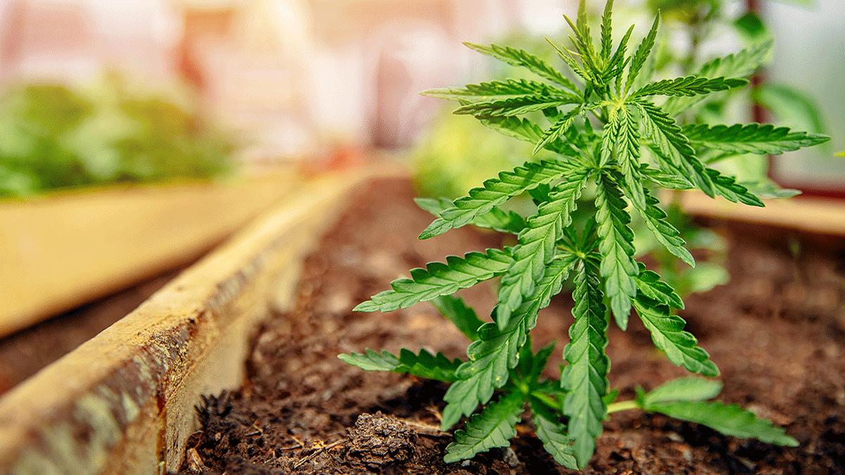 Cannabis cultivation in rentals